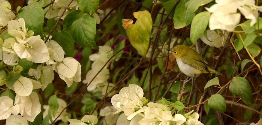 Little birdie perched on a branch of bougainvillaeas