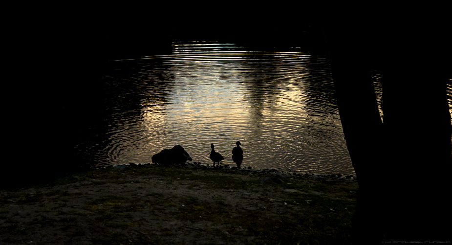 Ducks at the Lake