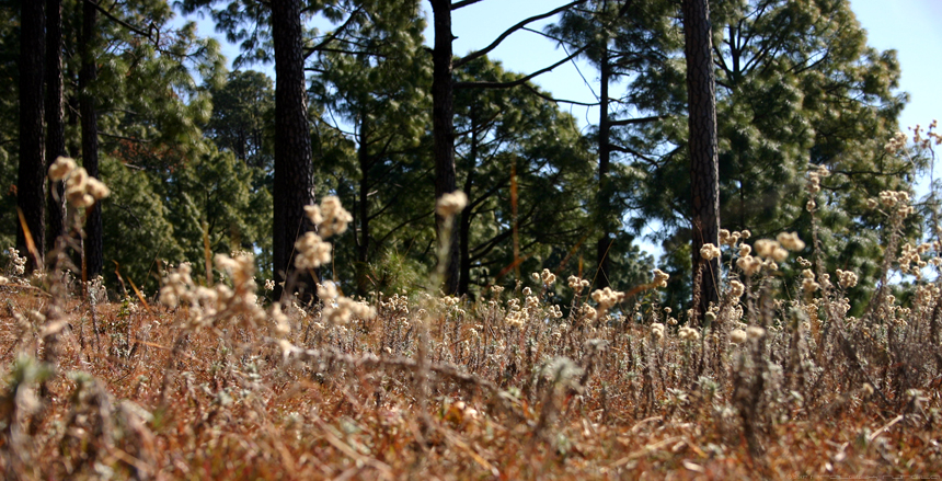 Wild plants on the Himalayas