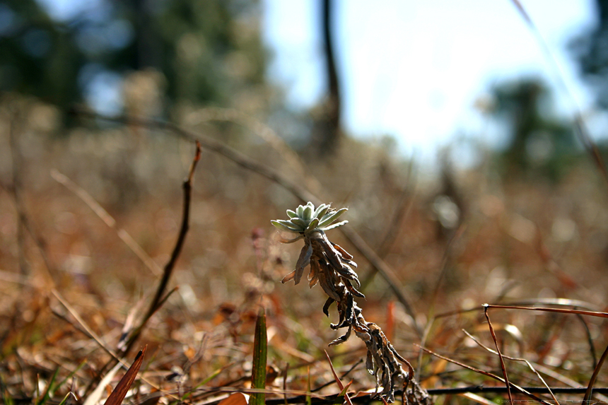 Wild Flower